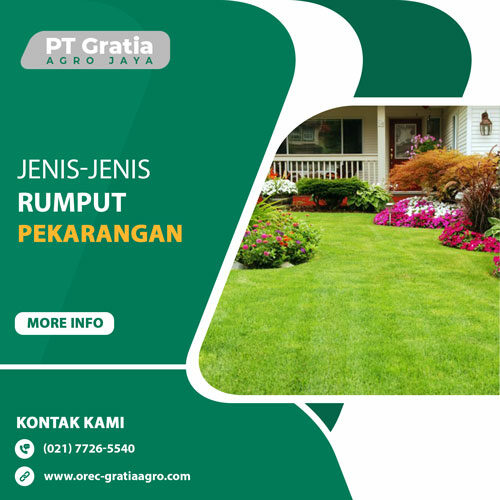 jeins-rumput